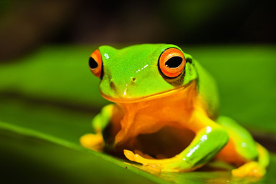 A beautiful green frog