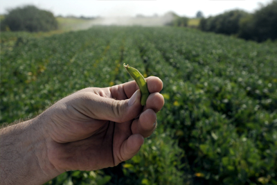 Agriculture pea farm