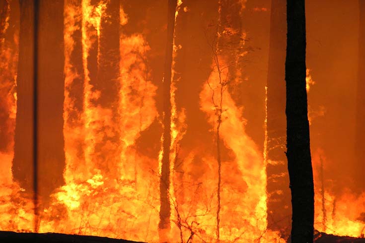 Bushfire 
