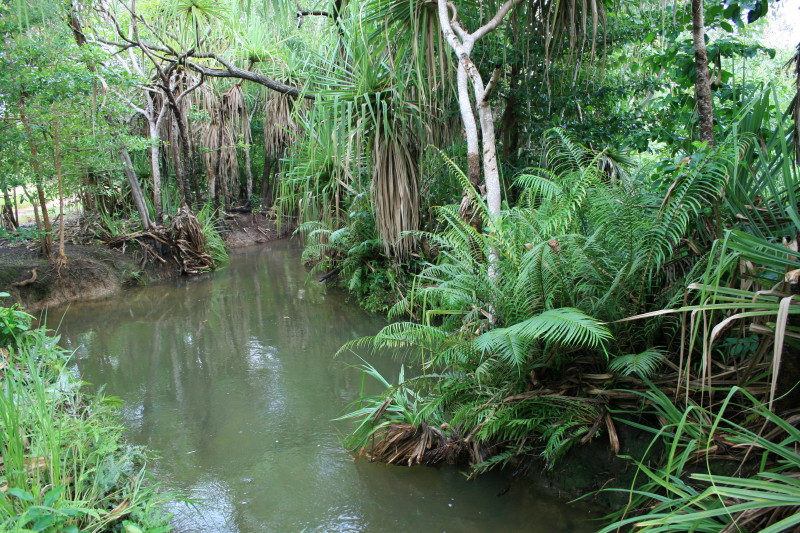creek with water, pandanus, and other plants