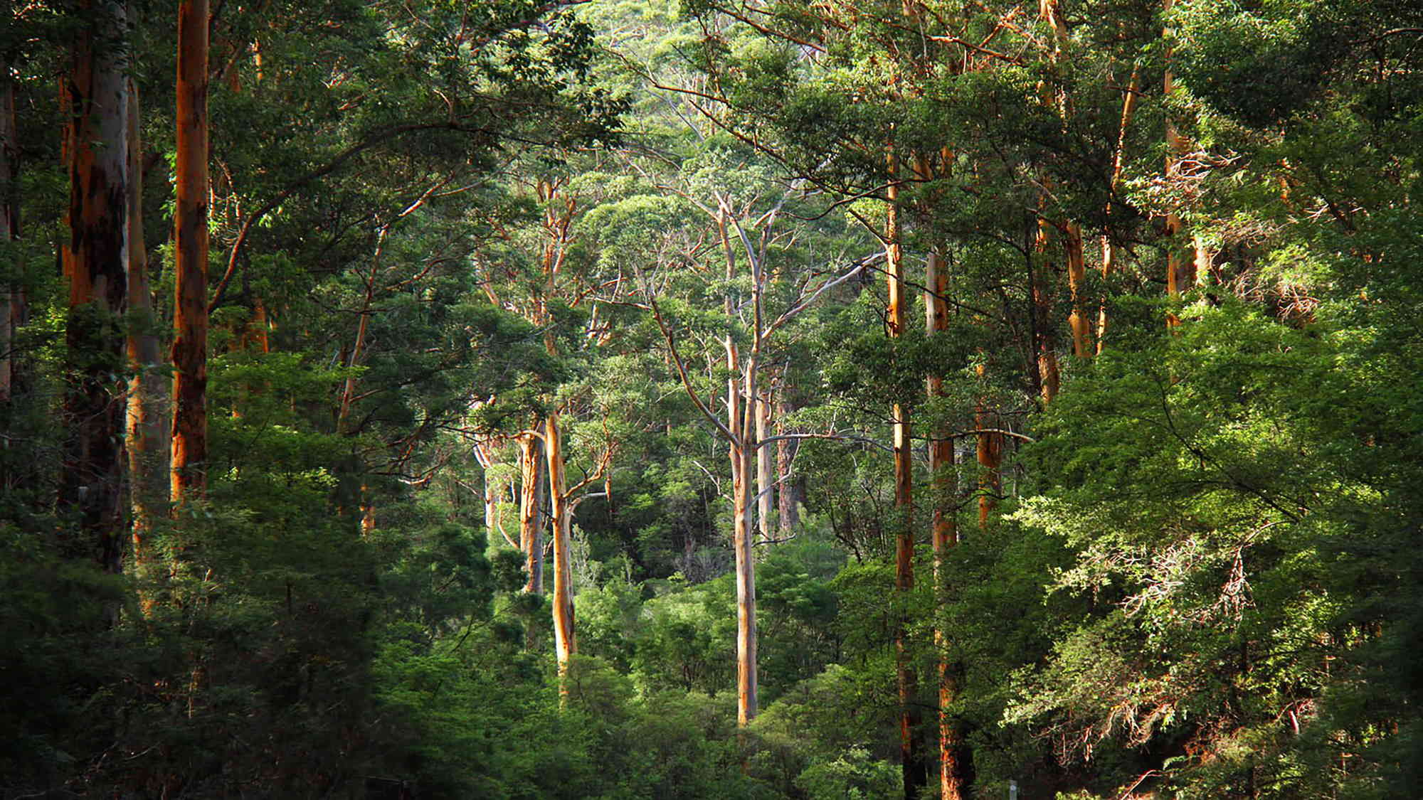 Channybearup forest near Manjimup