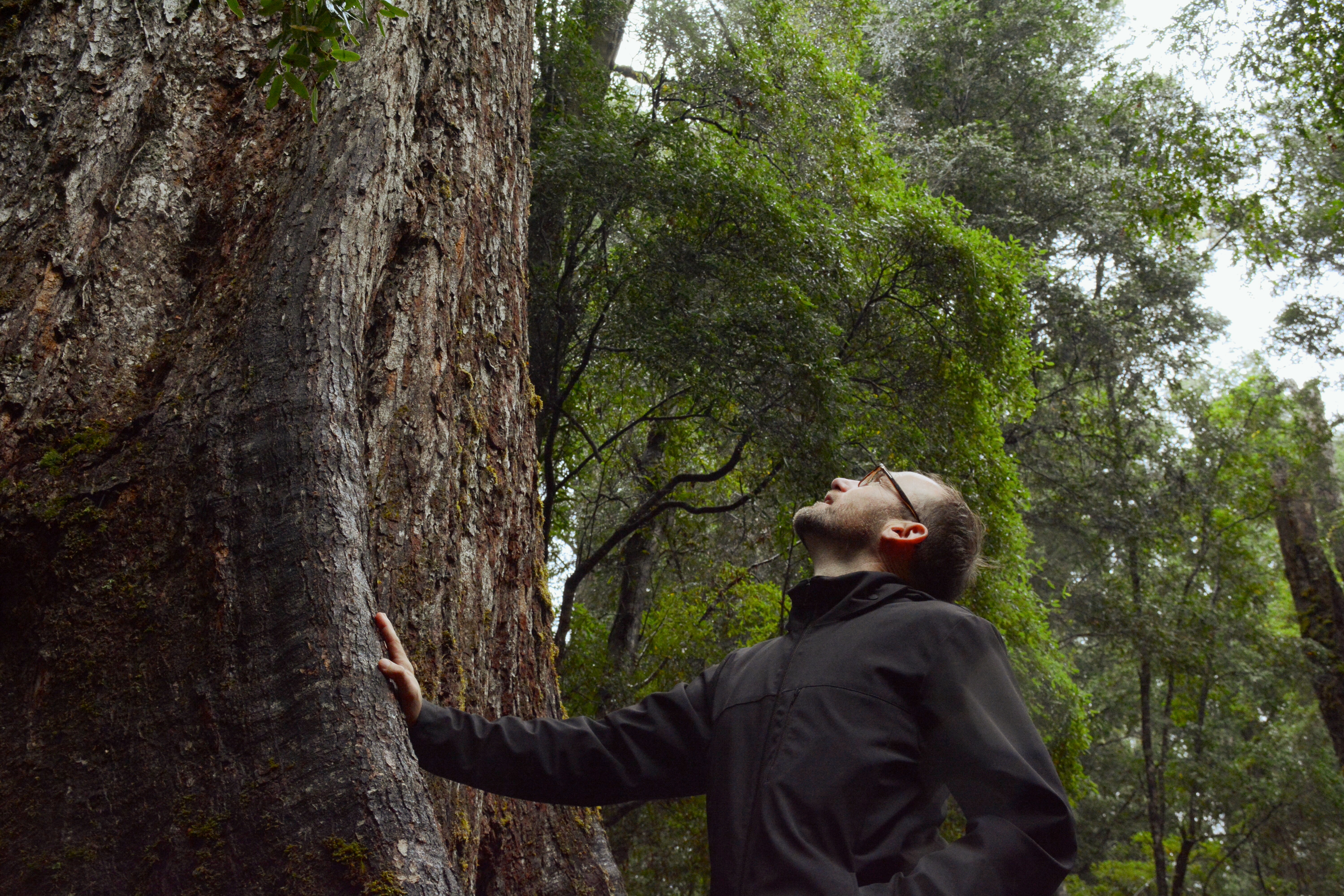 Offsets story hero images - Adam Bandt in the forest looking up at a large tree