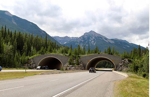 Wildlife crossing