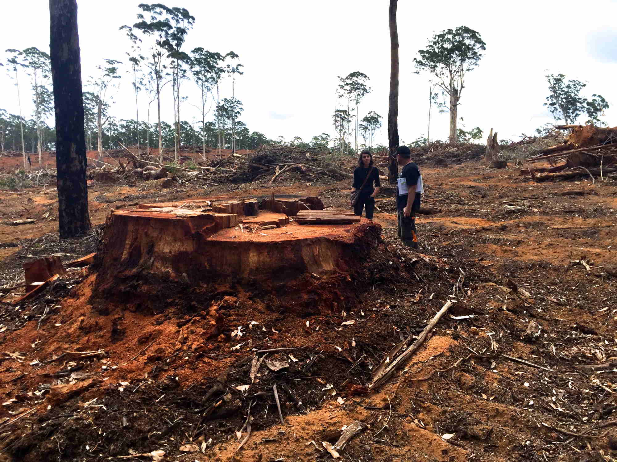 Clear-felled Nelson Forest