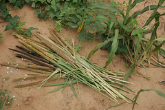 cowpea and millet Niger