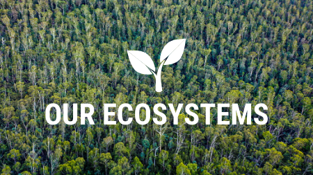 Our Ecosystems