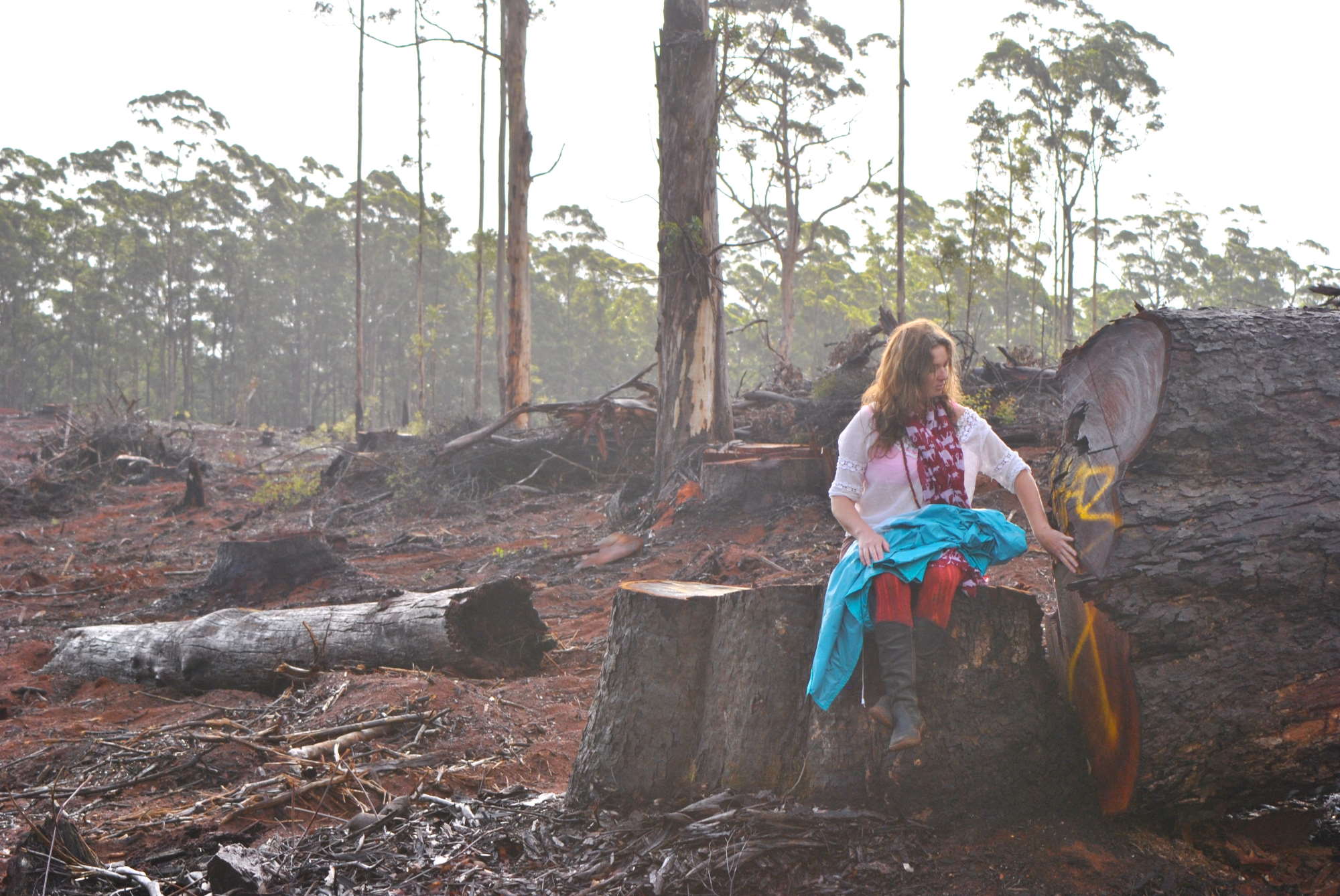 Nelson forest clear-felled