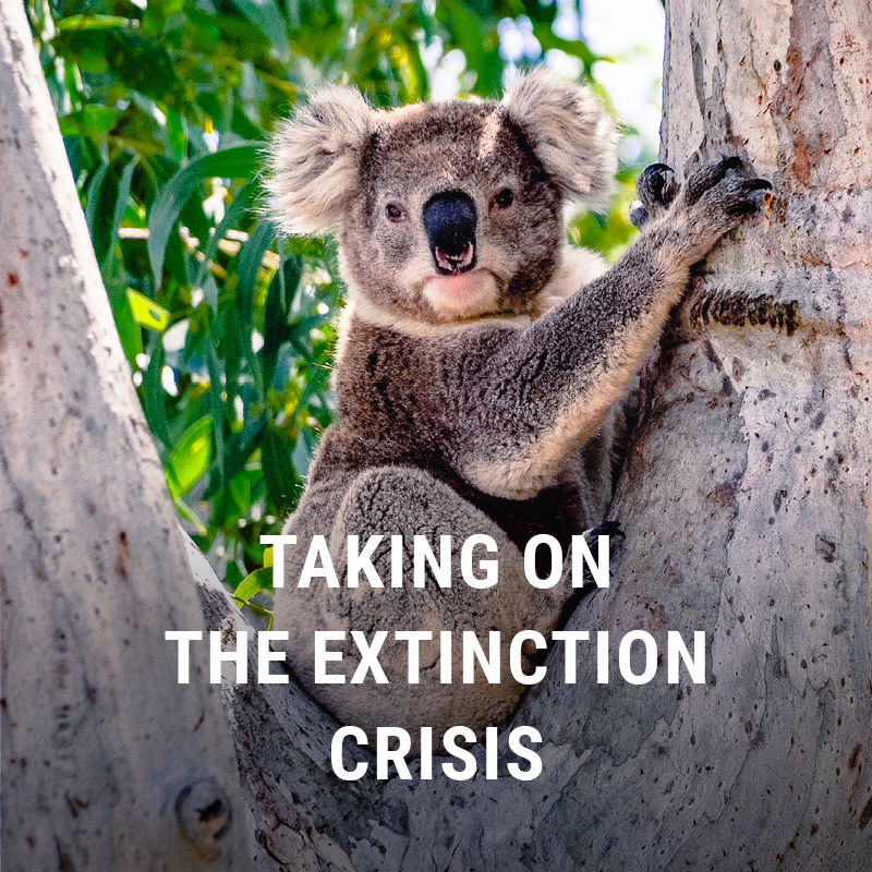 Extinction Crisis. Picture of koala
