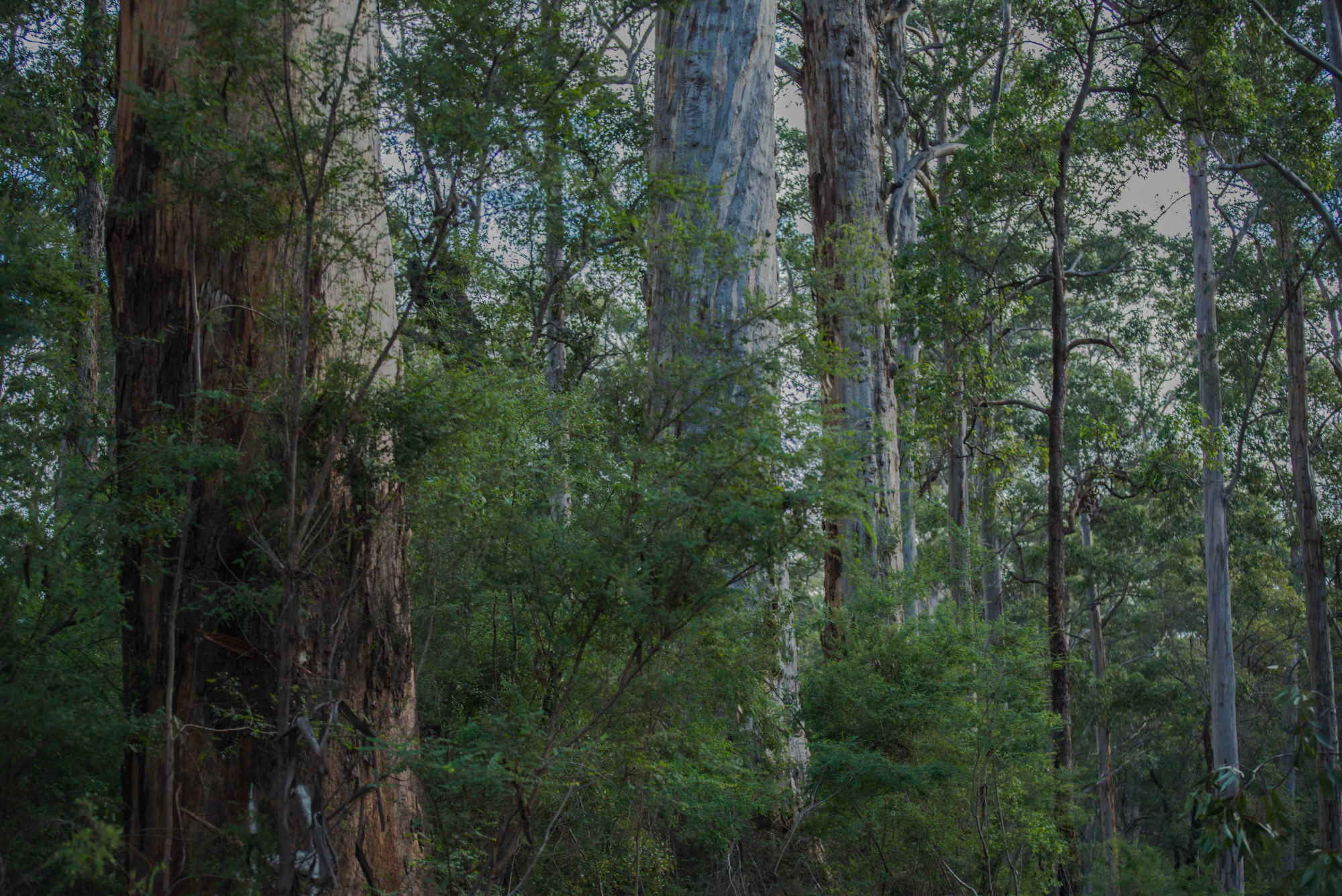 Lewin old-growth forest