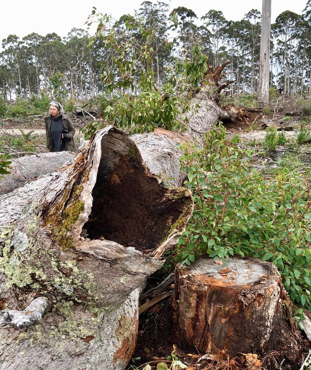 Nesting hollow in collapsed marri