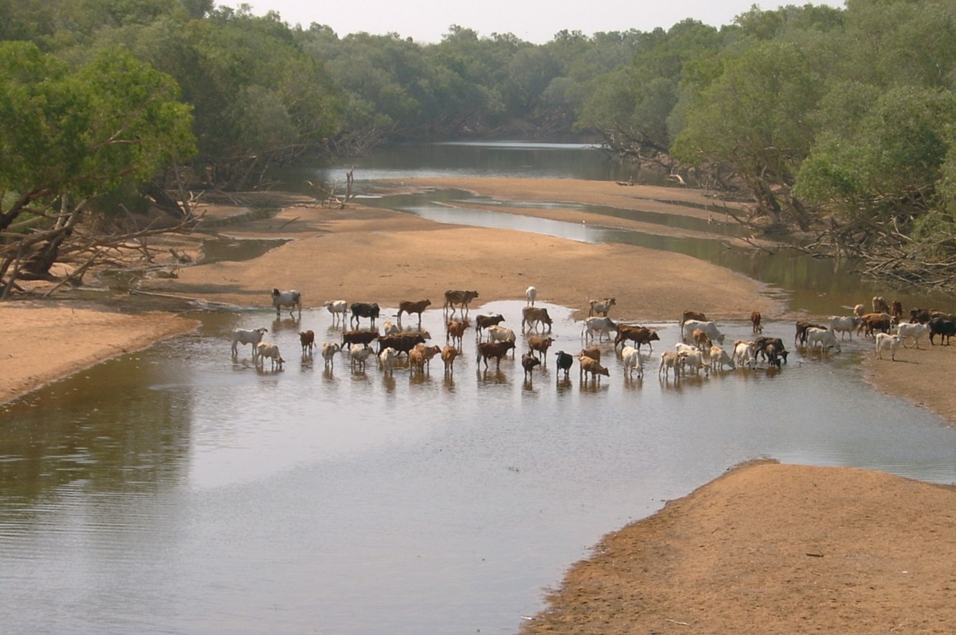 Cattle in river Kimberley