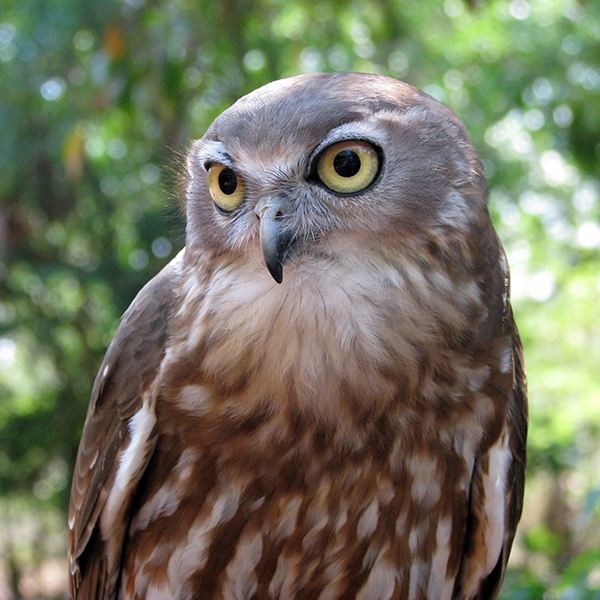 barking owl