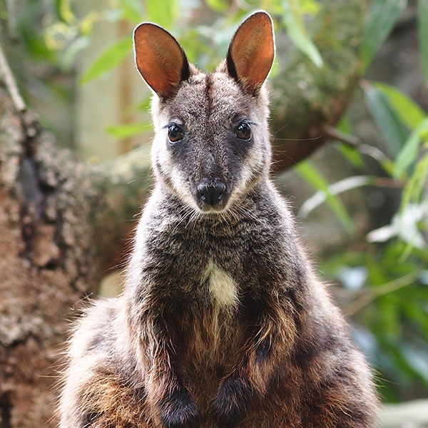 brush tailed rock wallaby