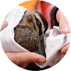 injured duck in hands of rescuer