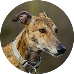 brindle greyhound at park