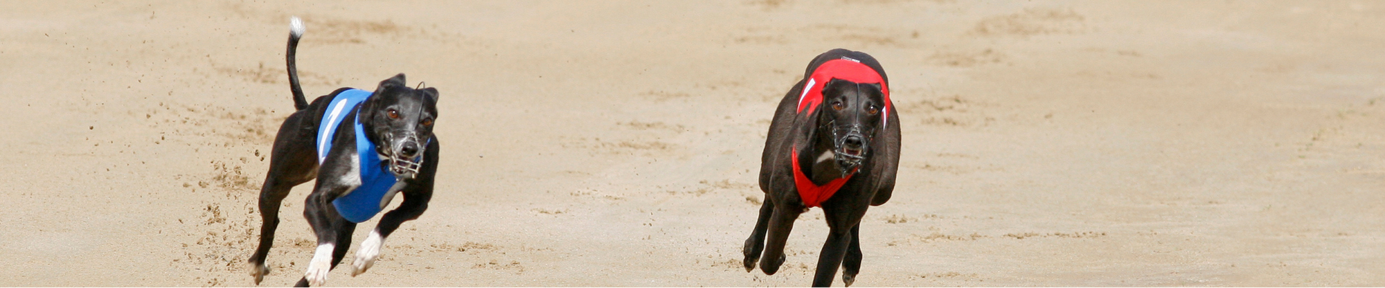 greyhounds racing