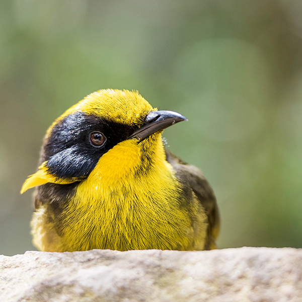 helmeted honeyeater