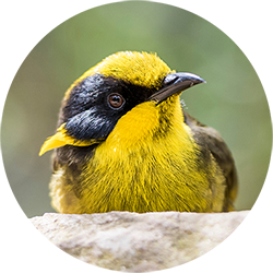 helmeted honeyeater - yellow and black bird