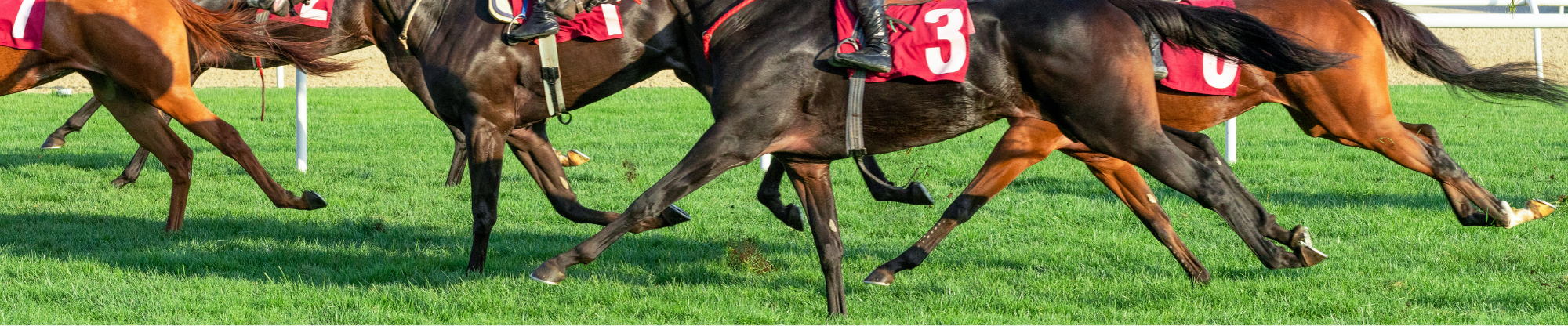 close up of horses racing on grass
