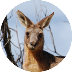 Adult kangaroo 
