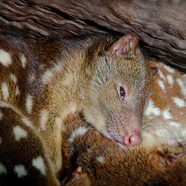 spot-tailed quoll