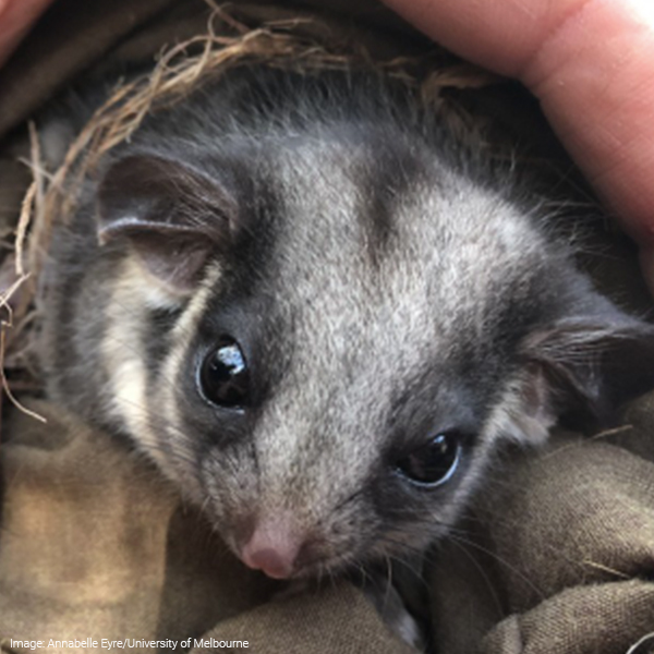 walert/Leadbeater's possum