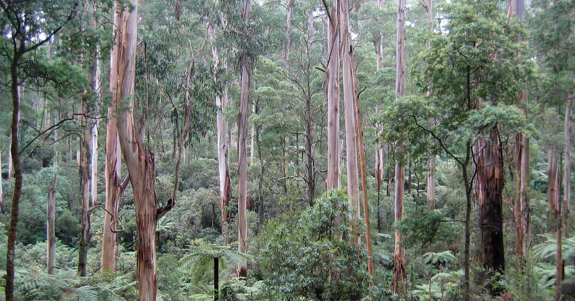Boosting tourism in Victoria's Central Highlands Australian Greens