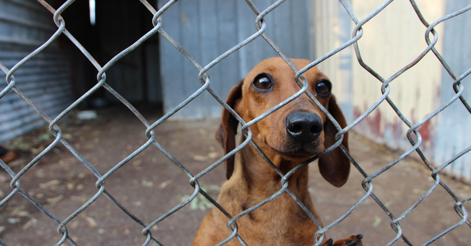 puppy farms abolish puppy farms australian greens puppy farms abolish puppy farms australian greens